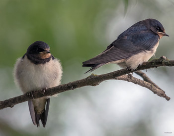 Размолвка... / Деревенская ласточка, или Касатка (Hirundo rustica). Слётки