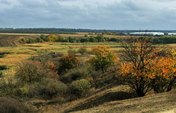 Осень,осень... / Спуск к реке,деревья