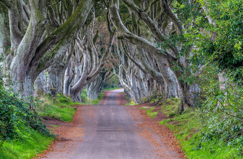  / the dark Hedges