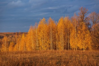 Золото на синем / окрестности п.Введенская слобода,Татарстан