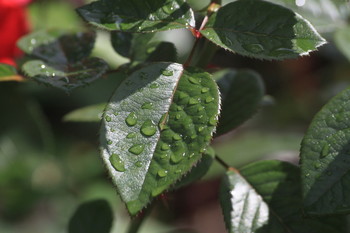После дождя / После дождя