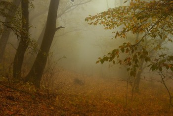 Осеннее утро / Туманный лес