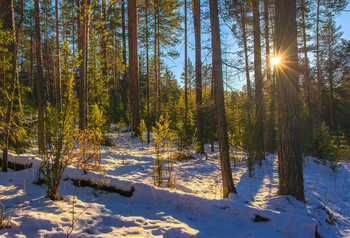 Солнечный лес / Зима на Урале