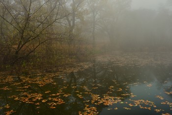 У пруда / Осеннее утро