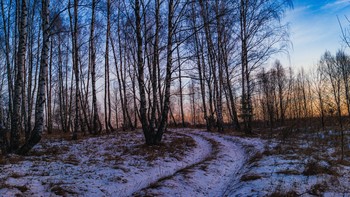 вечер бродит по лесным дорожкам / ...