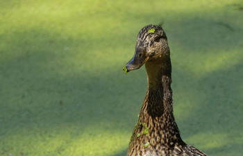 Утиный портрет / Утиный портрет