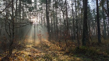 Утро в лесу. / Пошли погулять с внучкой и собакой в лес, а там такая красотища! Лучи солнца пробиваются между деревьев и ложатся на землю.