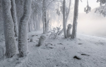 Белоснежная зима. / Мороз и влажность от парящего Енисея украсили деревья..