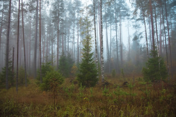 Туманное утро в осеннем лесу / Ленинградская область