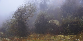 Утренний туман / Утром опустился настолько плотный туман, что люди и транспорт двигались НА ЦЫПОЧКАХ.Поднявшись на гору,сделала снимки тумана,запутавшегося в кустах и деревьях.