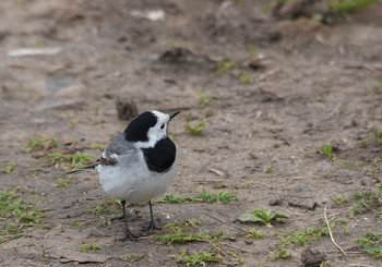 Настороженность... / Трясогузка белая (Motacilla alba)