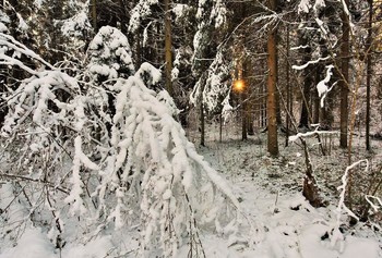&quot;Так тих и светел зимний лес в кафтан серебряный одетый...&quot; / &quot;Так тих и светел зимний лес
 В кафтан серебряный одетый.
 Сердцам надежный он завес
 От суеты, как храм воспетый ...&quot;
 М.Маркова