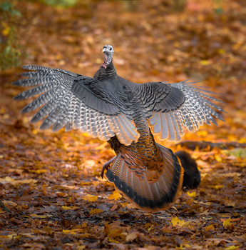 Wild turkey (female) / Инде́йка (самка) Meleagris gallopavo (Linnaeus, 1758)— крупная куриная птица Нового Света из рода индеек, семейства фазановых. Считается родоначальником домашней индейки.
Водится в лесах Северной Америки.
Питается растительной и животной пищей — орехами, желудями, зёрнами и различными плодами, а также насекомыми.
Дикая индейка и Мускусная утка - единственные прирученные птицы, обитающие в Новом Свете.
В начале 1500-х годов европейские исследователи привезли диких индюков из Мексики, где коренные жители приручили птиц несколько веков назад. Индейки быстро стали популярными в европейском меню благодаря своему большому размеру и богатому вкусу от диеты птицы из диких орехов.