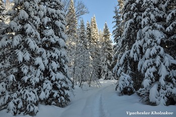 В зимнем лесу / Таштагольский район, Кузбасс