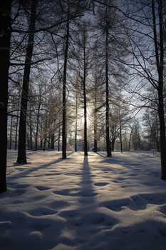 короткий зимний день / Парк в усадьбе Приютино