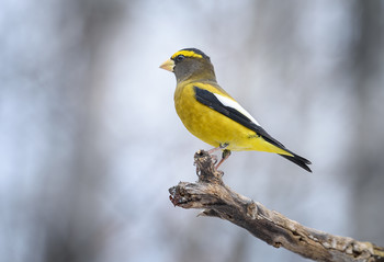 Evening grosbeak~male (Coccothraustes vespertinus / Вечерний американский дубонос (самец)
Ареал гнездования вечернего американского дубоноса — это хвойные и смешанные леса всей Канады и западных горных районах Соединенных Штатов и Мексики.
Миграция этой птицы является переменной и не постоянной.
Вечерний американский дубонос назван в честь ошибочного убеждения, что он поет только вечером)