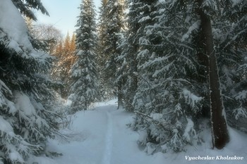 Морозный лес / Сибирь. Таштагольский район, Кузбасс, мороз - 42*
26 декабря 2020 года.