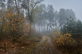 Осенние лесные прогулки / Осень 2020.