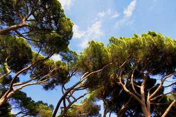 Крым Воронцовский парк** / Воронцовский парк собрал деревья со всех частей света