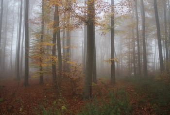 Осенняя палитра . / Утро в осеннем лесу . Зарисовка .