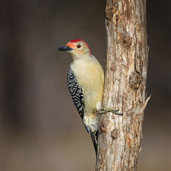 Red-bellied Woodpecker / Каролинский меланерпес (лат. Melanerpes carolinus) — небольшая птица отряда дятлообразных. Имеет характерную окраску оперения — серо-белую грудку, красный верх головки, темную спинку и крылья с множественными светлыми полосками разной длины. Питается как и другие дятлообразные насекомыми.