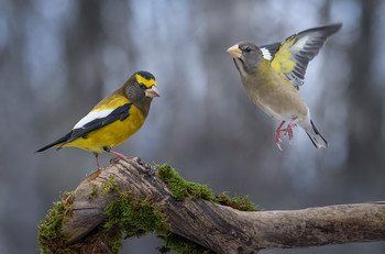 Mr. &amp; Mrs. Evening grosbeak / Мистер &amp; Мисс 
Вечерний американский дубонос