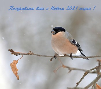 Поздравляю всех с Новым 2021 годом !!! / Зима, Новый год.