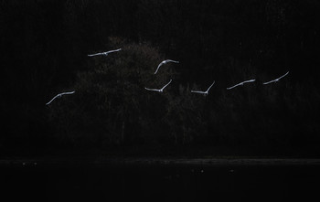 Белые птицы / в ночи