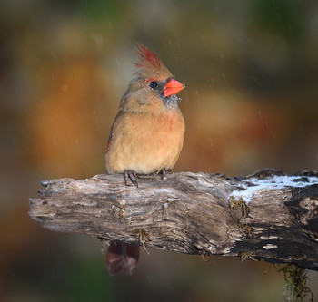 Northern cardinal (female) &amp; Happy New Year! / для североамериканцев красный кардинал, как для россиян – снегирь. И так же, как в России на зимних открытках любят изображать снегиря, так в США и Канаде – красного кардинала. И на Рождество и Новый год присутствие этой красной птички в такой же степени ощутимо, как самого Санты, снеговика Фрости, красноносого оленя Рудольфа
С Новым Годом!