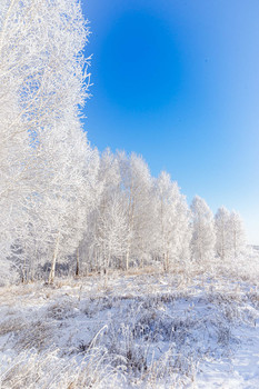 белые деревья / прогулка в снежном лесу