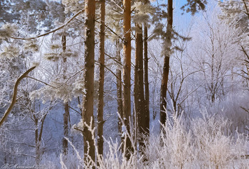 Среди сосен / ...