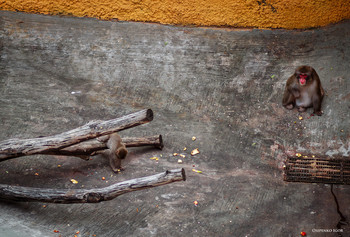 Дикие животные / Дикие животные