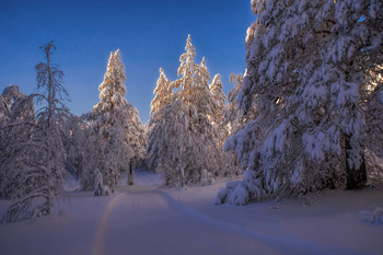 Вечер в лесу / Уральская зима