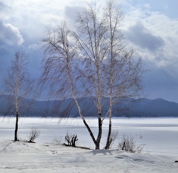 Зимняя картинка / Березки,снег,красивые облака