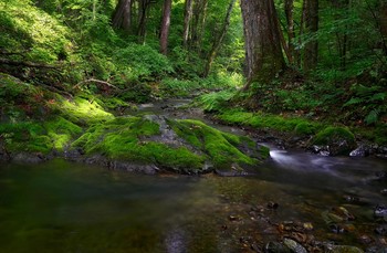 летом, у ручья.. / В верховьях таёжного ручья Пензал. Летнее утро, Приморье.