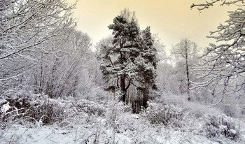 Зимнее, снежное утро / Зимнее, снежное утро