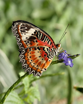 Cethosia cyane / Cethosia cyane