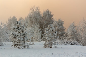 Морозное утро. / Зимнее морозное утро, деревья в снегу и инее.