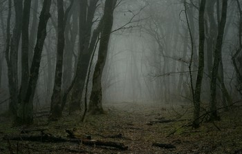 В лесу / Зимнее утро нового года