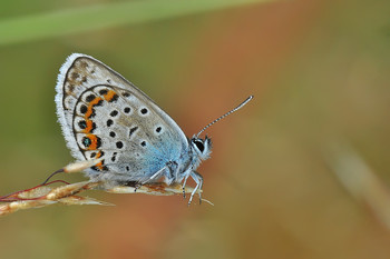 Голубяночка / бабочка :)
