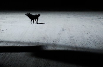 Лай ночных собак / Из фотопроекта &quot;Лай ночных собак - это наша колыбельная&quot;