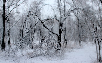 Дерево / Зимние зарисовки.