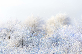 Снежная тайна / Раннее зимнее утро в лесу