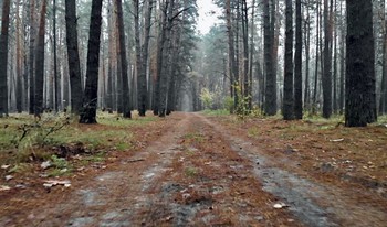  / Лесная дорога