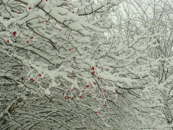 Снежные ягоды / После снегопада в Москве