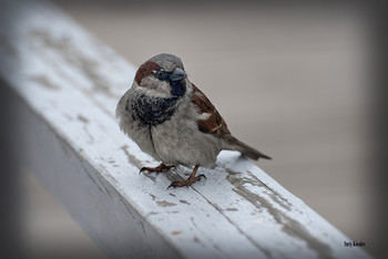 Воробей / Воробей
