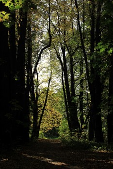 Навстречу осени / Контрасты света и тени в осеннем лесу. Забытая липовая аллея на Учинском водохранилище