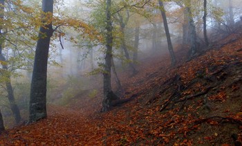 Туманным утром....... / Железноводск. Октябрь