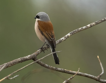 &nbsp; / Обыкновенный жулан, или сорокопут (Lanius collurio). Самец