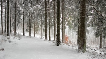 Легкий снег, ветер и туман / Лесные прогулки